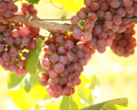GEWURZTRAMINER Grape Vine - 1 Bare Root Live Plant -  Buy 4 get 1 free! - $28.45+