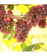 GEWURZTRAMINER Grape Vine - 1 Bare Root Live Plant -  Buy 4 get 1 free! - £22.37 GBP - £34.33 GBP