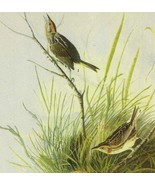 Sharp Tailed Sparrow Bird 1946 Color Art Print John James Audubon Nature... - $29.99