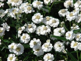 HGBO 50 Seeds Achillea The Pearl Yarrow Flower Seeds Perennial Deer Resistant Fr - £6.44 GBP