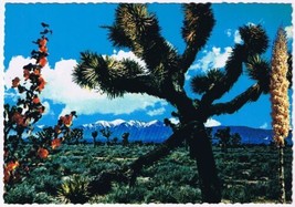 Postcard Joshua Trees Of The Southwest California - £3.15 GBP