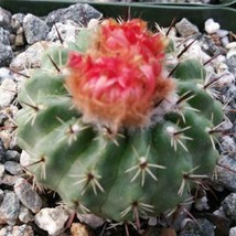 Live Plant Parodia oculta Cactus Cacti Succulent Real  - £39.95 GBP