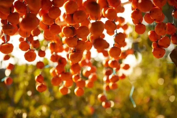 Fresh American Persimmon Tree Seeds 20 Seeds Made In Usa Ships From Iowa Popula  - £18.82 GBP