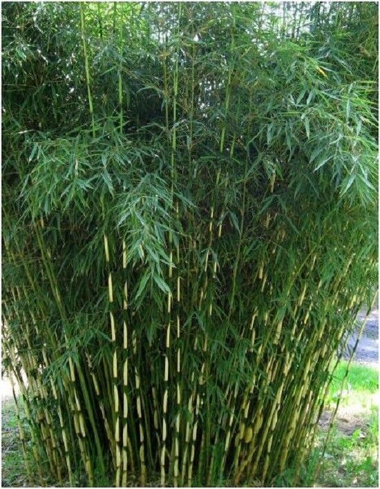30 Pingwu Bamboo Seeds Privacy Plant Seed Screen Shade Fresh Gardening - $11.98