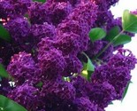 Dark Purple Lilac 25 Seeds Tree Fragrant Flowers Perennial Flower  Us  - £5.84 GBP