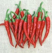 20 Pcs Ring of Fire Pepper Seeds #MNHG - £11.33 GBP