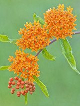 Butterfly Weed Hummingbirds Magnet Beauty Orange Flower 30 Seeds Fresh G... - $11.00