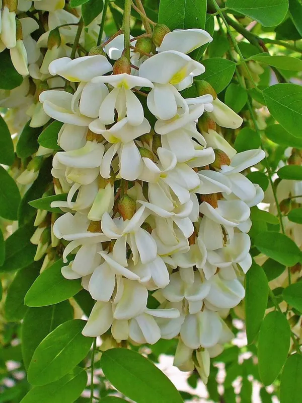 Robinia pseudoacacia 50 Seeds Gaggia Robinia Black Locust false acacia - £9.95 GBP