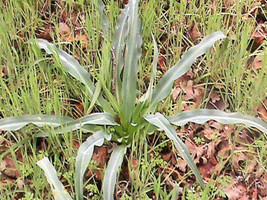 10 Wavy Leafed Soap Plant Soaproot Chlorogalum Pomeridianum   - $17.00