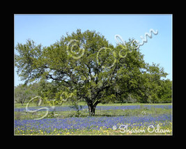 Texas Bluebonnets and Oak Tree - Fine Art Print  - £14.06 GBP