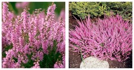 Heather Groundcover Plant Seeds 60 Seeds INTERNATIONAL SHIP - $26.99