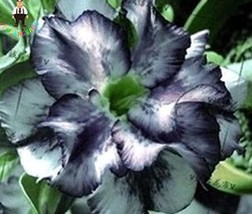 2 pcs Desert Rose Adenium Seeds - Black White Single Petal Flowers FROM GARDEN - £3.95 GBP