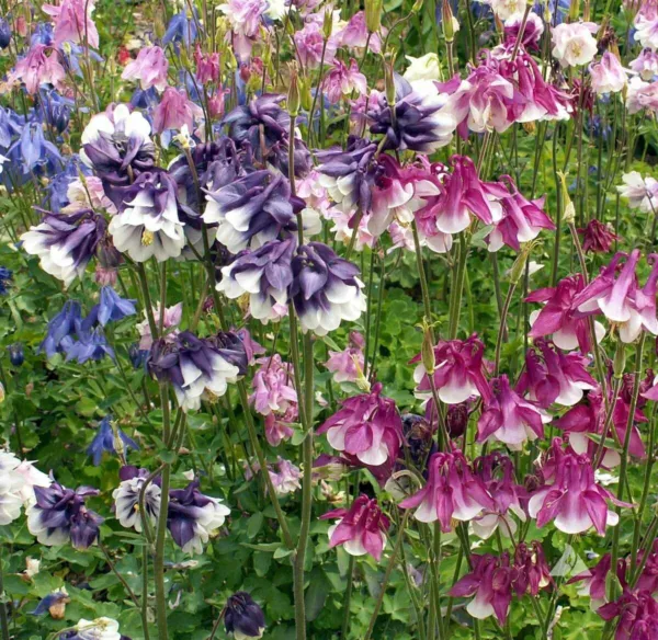 Columbine Dwarf Mix Granny&#39;S Bonnet Perennial Fall Planting Non-Gmo 200 Seeds Ga - £5.98 GBP