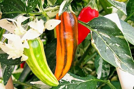 25 Seeds Fish Pepper Vegetables Fresh Seeds - $7.48