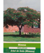 MIMOSA Tree 4-6 Ft Live Flowering Shade Trees BEAUTIFUL Home Silk Tree Plants - $96.95