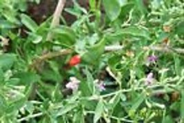 ORGANIC GOJI BERRY plant ((sweet lifeberry) (cuttings) 6 yr  6&quot;  lg 16 c... - £35.56 GBP