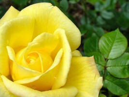 yellow roses seeds - 20 seeds - code 020 - £4.78 GBP