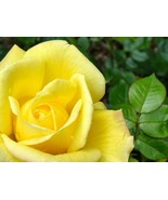 yellow roses seeds - 20 seeds - code 020 - $110.24 MXN yellow roses seeds - 20 seeds - code 020 - $110.24 MXN