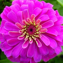 Purple Zinnia Seeds Fresh Organic Zinnia Elegans Seeds Purple Outdoor Flower See - $7.98