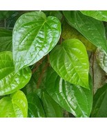 Daun Sirih Hijau (Green Betel Leaf) - £11.74 GBP