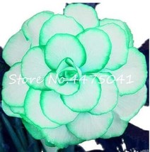 50 pcs Rieger Begonias Flower Seeds - 2 Colors Available FRESH SEEDS - £6.62 GBP