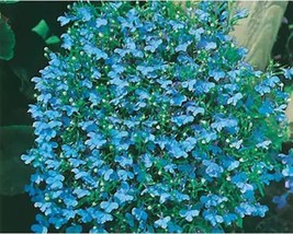 200 Cambridge Blue Lobelia Regatta Erinus Flower Seeds A386 Fresh - £8.03 GBP