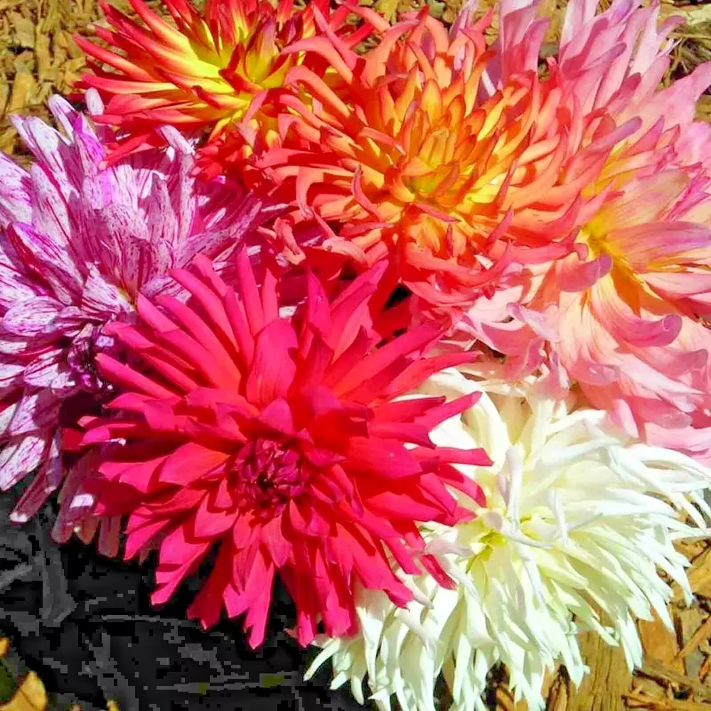 200+ Zinnia Seeds Cactus Flower Spring Mix Heat Drought Tolerant Blooms ... - £3.65 GBP