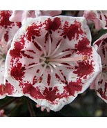 Minuet Dwarf Mountain Laurel - Kalmia - 4&quot; Pot - Very Hardy - $60.77 CAD