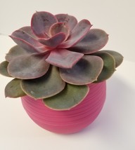Live Succulent in Red Self-Watering Pot - Echeveria Red Sky, 3" Plastic Planter image 8