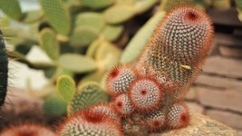 THJAR 25 Red Headed Irishman Cactus Seeds To Grow Mammillaria Spinosissima V. Ru - £14.26 GBP