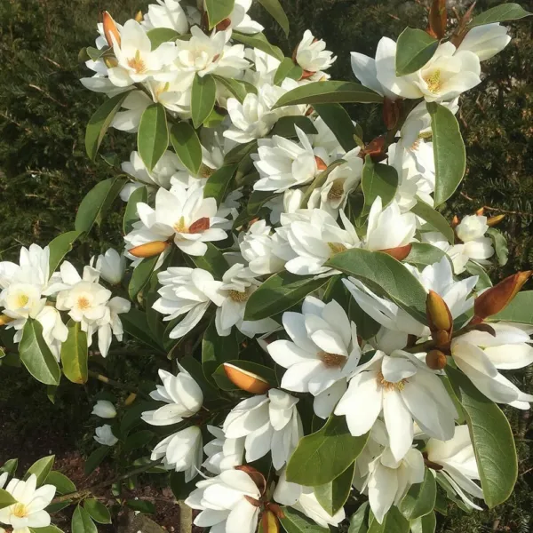 Genie Magnolia Tree Deep Plum Purple Fragrant Blooms Large 1 Gallon Pot Garden - $159.98