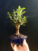 Olive tree Bonsai  - Amazing tree - Special plant   - £70.08 GBP