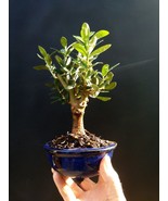 Olive tree Bonsai  - Amazing tree - Special plant   - £70.18 GBP