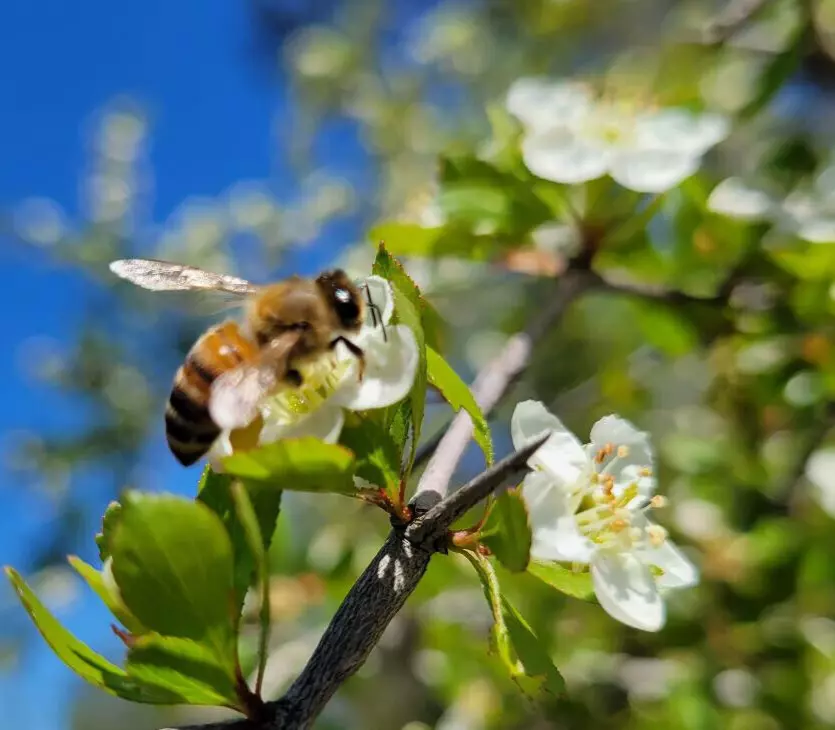 5 of Littlehip Hawthorn Seeds | Crataegus Spathulata Florida Native Tree... - $2.98