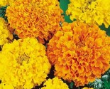 Marigold Flower Seeds 100 Cracker Jack Mix Orange Yellow Annual Fast Shi... - $8.99