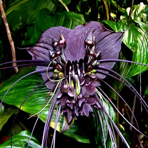 SR 50 Seeds Black Bat Orchid Flowers USA Seller - $10.51