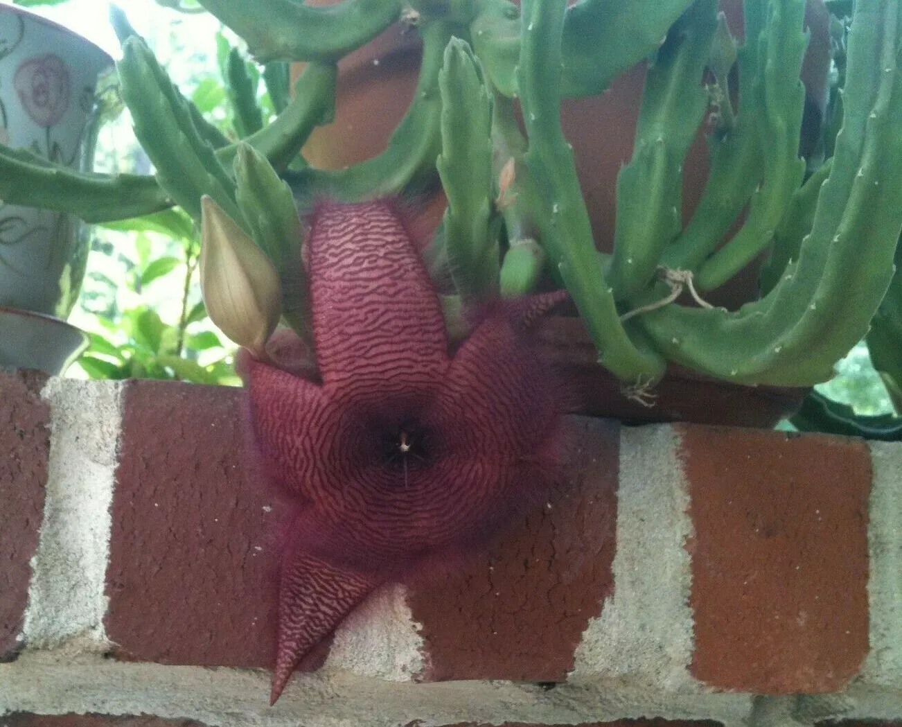 2 Stapelia grandiflora Cuttings – Red Starfish Flower - $38.00
