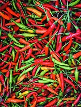 BPA 150 Seeds Seeds Thai Hot Pepper Seeds Heirloom Non Gmo Fresh Harvest From US - £7.12 GBP