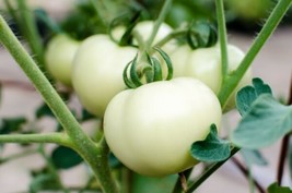 GREAT WHITE TOMATO SEEDS 30 CT WHITE BEEFSTEAK VEGETABLE NON GMO  - $11.45