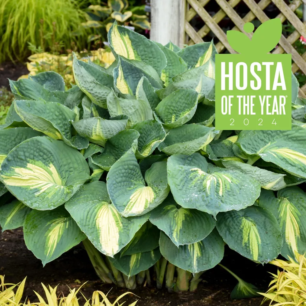 Hosta Shadowlands  Inchhudson Bay Inch Rooted 5.25 Inch Pot - $34.54