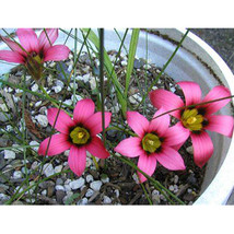 5 Seeds Romulea Eximia Flowers 5 Seeds Us Seller - £16.39 GBP