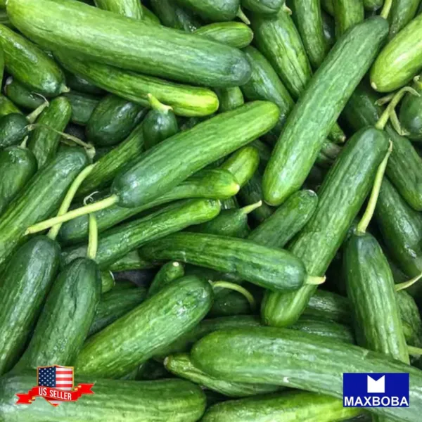 80+ Beit Alpha Cmr Mmr Cucumber Seeds Heirloom Non Gmo Vegetable Fresh G... - $6.98