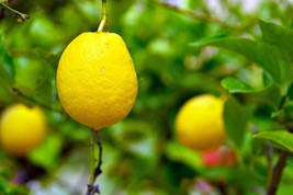 5 Genoa Lemon Seeds Planting USA Gardening - $7.96