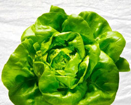 Butter King Lettuce Seeds 250+ SEEDS NON-GMO  - $9.98