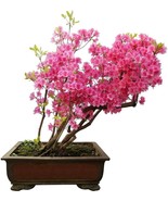 BRN 30 Royal Azalea Bonsai Tree Seeds To Plant Rhododendron Schlippenbac... - €11,61 EUR