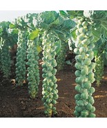 1000 Seeds LONG ISLAND BRUSSEL SPROUT Plant, Vegetables Plant Organic Plant - $10.99