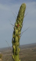 Agave Lechuguilla BLUE exotic succulent rare cactus seed aloe plant 15 SEEDS *J* - £7.18 GBP