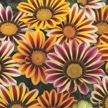 Fresh Gazania Kiss Flame Ground Cover Plant Flower Seed Mix 25 Seeds Fas... - £9.25 GBP