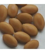 10 Seed  Honey Mesquite (Prosopis Glandulosa) Drought Tolerant Legume - £4.14 GBP