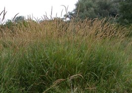 Phalaris Arundinacea Native Ornamental Grass Fresh Seeds - £14.91 GBP